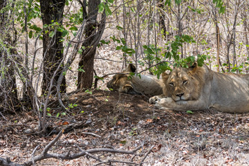 Zwei Löwen im Krüger Nationalpark