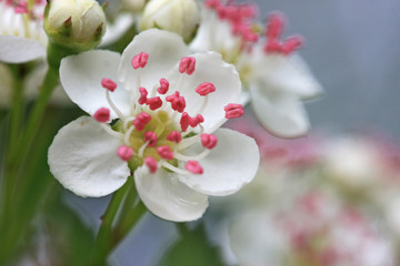 Hawthorn flowers