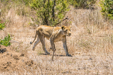 sprintende Löwin auf Safari im Krüger Nationalpark