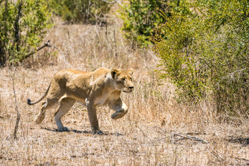 sprintende Löwin auf Safari im Krüger Nationalpark