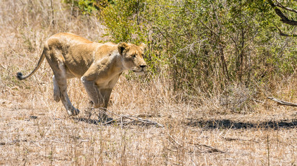 sprintende Löwin auf Safari im Krüger Nationalpark