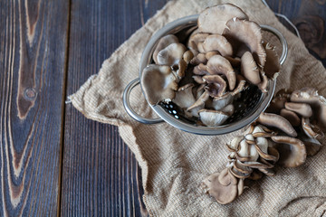 Oyster mushrooms top view