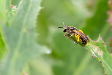 Springtime. Macro shot of bee full of flower dust sitting on a blade of grass.