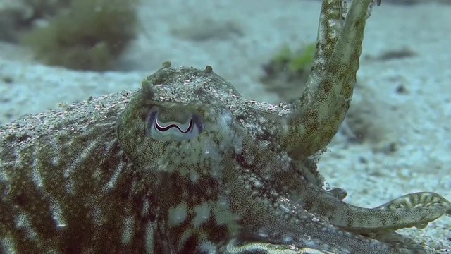 Costa Brava, diving the Mediterranean sea, Cuttlefish, Spain