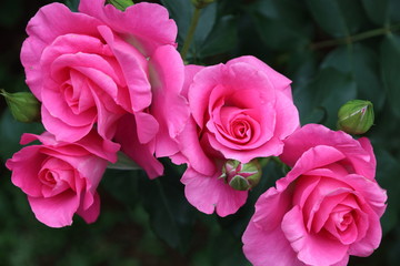 pinkrose