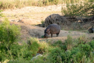 Naklejka na ściany i meble Nilpferd auf Safari im Krüger Nationalpark