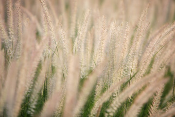 white reeds grass background texture