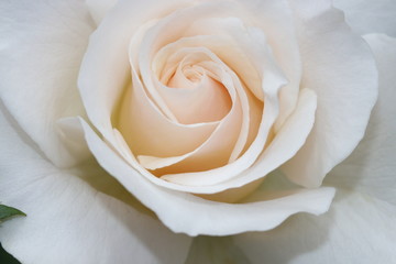 Fototapeta na wymiar 白い薔薇