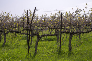 Fototapeta na wymiar Spring landscape with vineyards