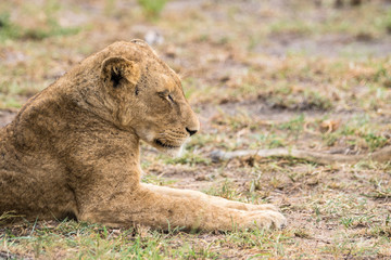 Fototapeta na wymiar Ruhende Löwen auf Safari im Krüger Nationalpark