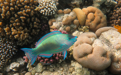 Naklejka na ściany i meble Turquoise Parrotfish