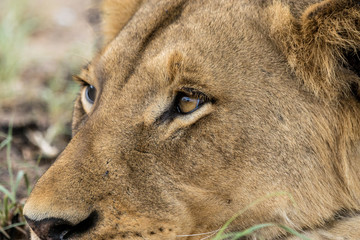 Ruhende Löwen auf Safari im Krüger Nationalpark