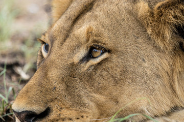 Ruhende Löwen auf Safari im Krüger Nationalpark