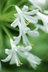 Fototapeta premium close up of white agapanthus flower as background.