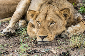 Ruhende Löwen auf Safari im Krüger Nationalpark