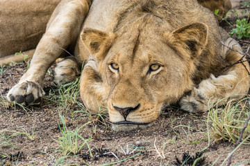 Fototapeta na wymiar Ruhende Löwen auf Safari im Krüger Nationalpark