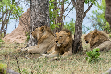Ruhende Löwen-Männchen auf Safari im Krüger Nationalpark