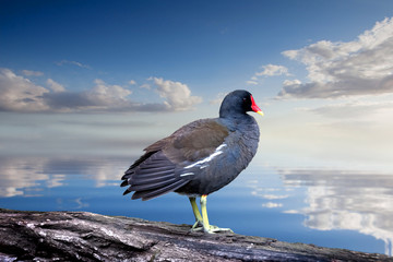 Gallinule poule-d'eau -Gallinula chloropus