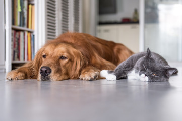 British cat and Golden Retriever