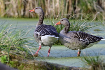 Graugans im Frühjahr