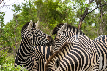 Fototapeta na wymiar Kämpfende Zebrahengste auf Safari im Krüger Nationalpa