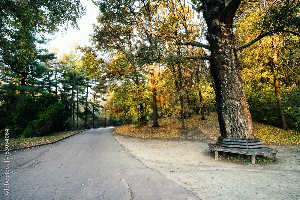 Canvas Prints road in the park with a bench