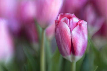 Fototapeta premium tulip spring flowers purple macro