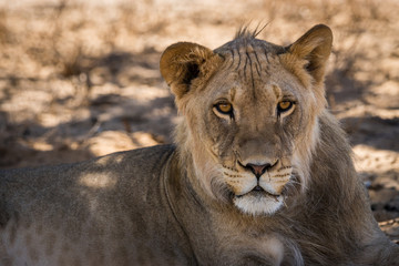 Fototapeta na wymiar ruhende Löwen auf Safari in der Kalahari