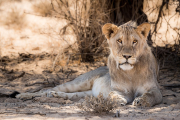 Fototapeta na wymiar ruhende Löwen auf Safari in der Kalahari