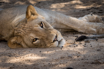 ruhende Löwen auf Safari in der Kalahari