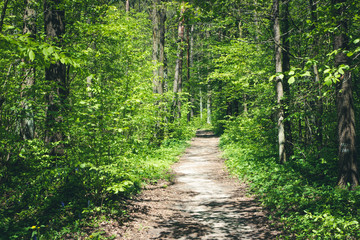 Tiny forest road during green sunny summer.