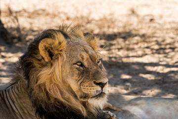 ruhendes Löwen-Männchen auf Safari in der Kalahari