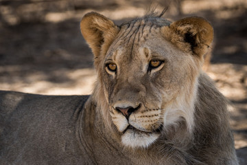 Obraz na płótnie Canvas ruhende Löwen auf Safari in der Kalahari