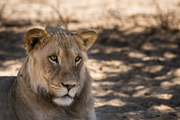 Plakat ruhende Löwen auf Safari in der Kalahari