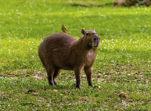 Capybara with a bird on his back - El Cedral, Los Llanos, Venezuela, South America