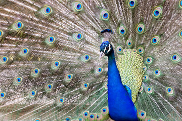 Fototapeta premium Tavus Kuşu