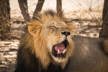 Stattliches Kalahari-Löwen-Männchen