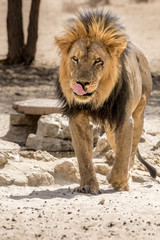 Stattliches Kalahari-Löwen-Männchen