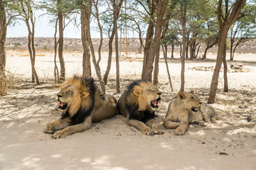 Stattliche Kalahari-Löwen