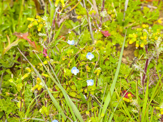 Veronica persica - Common field-speedwell on blooming on springtime