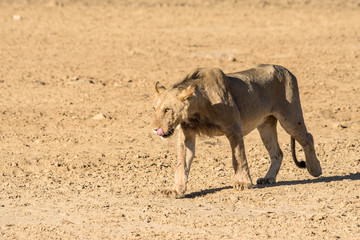 Kalahari Wüsten-Löwe
