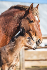 Fototapeta premium Newborn foal with his mother