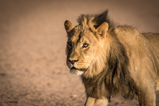 Stattliches Kalahari-Löwen-Männchen