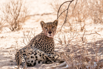 Gepard mit Beute, Kalahari © schame87
