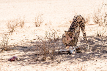 Gepard mit Beute, Kalahari © schame87