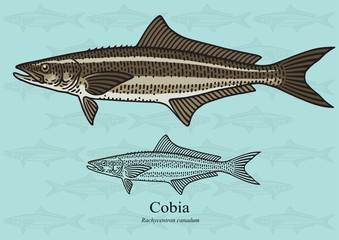 Naklejka premium Cobia, Black Kingfish, Black Salmon. Vector illustration for artwork in small sizes. Suitable for graphic and packaging design, educational examples, web, etc.