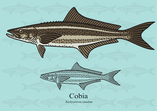 Cobia, Black Kingfish, Black Salmon. Vector illustration for artwork in small sizes. Suitable for graphic and packaging design, educational examples, web, etc.