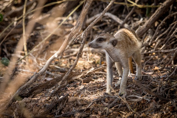 Obraz premium Erdmännchen in der Kalahari auf Futtersuche