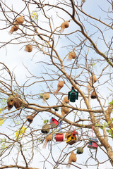 colorful bird house and natural weaver bird nest hanging on tree.