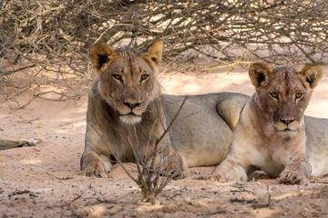 Wüstenlöwen  in der Kalahari Wüste